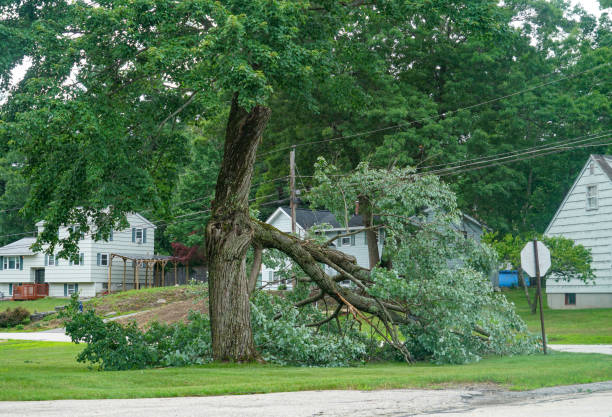 The Steps Involved in Our Tree Care Process in Windy Hills, KY